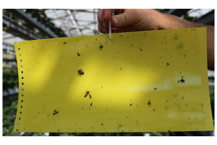 Cromotopica Yellow-Falle - suddivisile in 5 Blatt 20x40cm - Double Sided