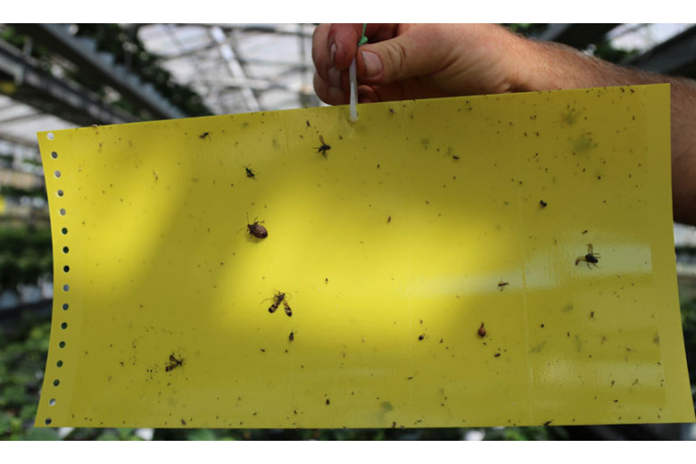 Trap Cromotopica Yellow - suddivisile in 5 sheets 20x40cm - Double Sided
