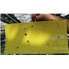 Cromotopica Yellow-Falle - suddivisile in 5 Blatt 20x40cm - Double Sided