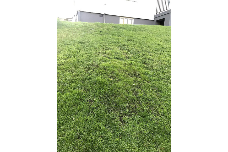 Hybrid Grass