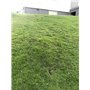 Hybrid Grass