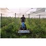 Rollerblade BCS 75 cm - Originale BCS - 921C0977