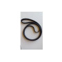 Belt - Original Emak - AK473835