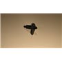Nottolino Acceleratore - Originale Ibea/Active - P2020108