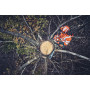 Husqvarna 562 XP® Mark II Chainsaw
