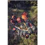 Motosega Husqvarna 560 XP®